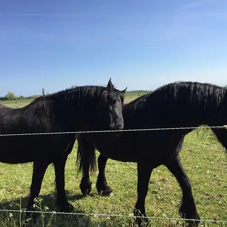 Ferien Im Gutspark Schwarbe Mit Re Farma Mattchow