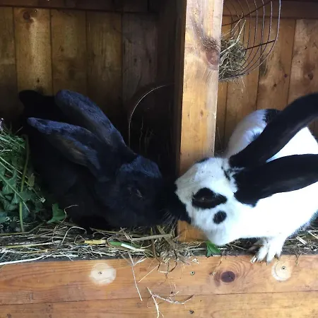 Farma Ferien Im Gutspark Schwarbe Mit Re